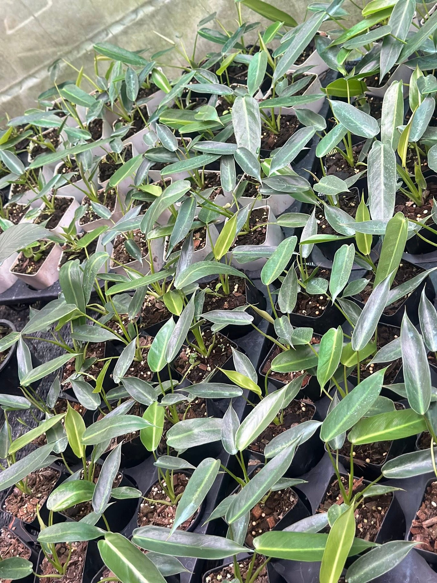 Philodendron Spiritus Sancti Wholesale Set of 10 Plants