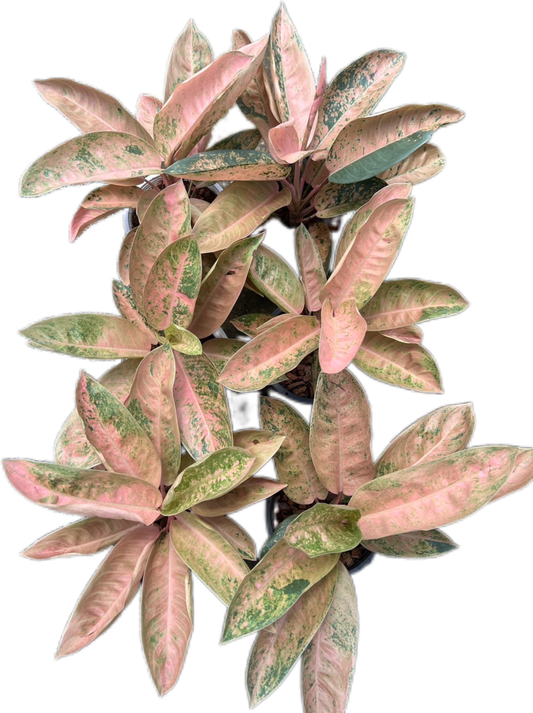 Aglaonema “Pink Banana” Wholesale Set of 10 Plants