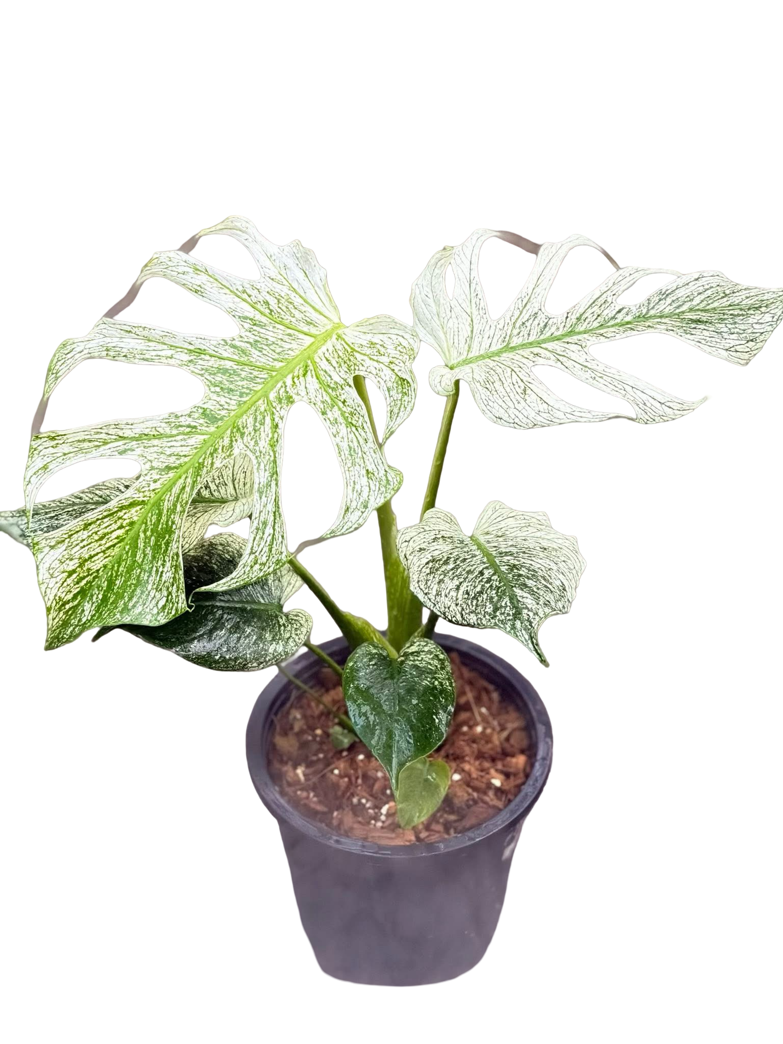Buy MONSTERA Deliciosa “DEVIL MONSTER” | Thailand Export