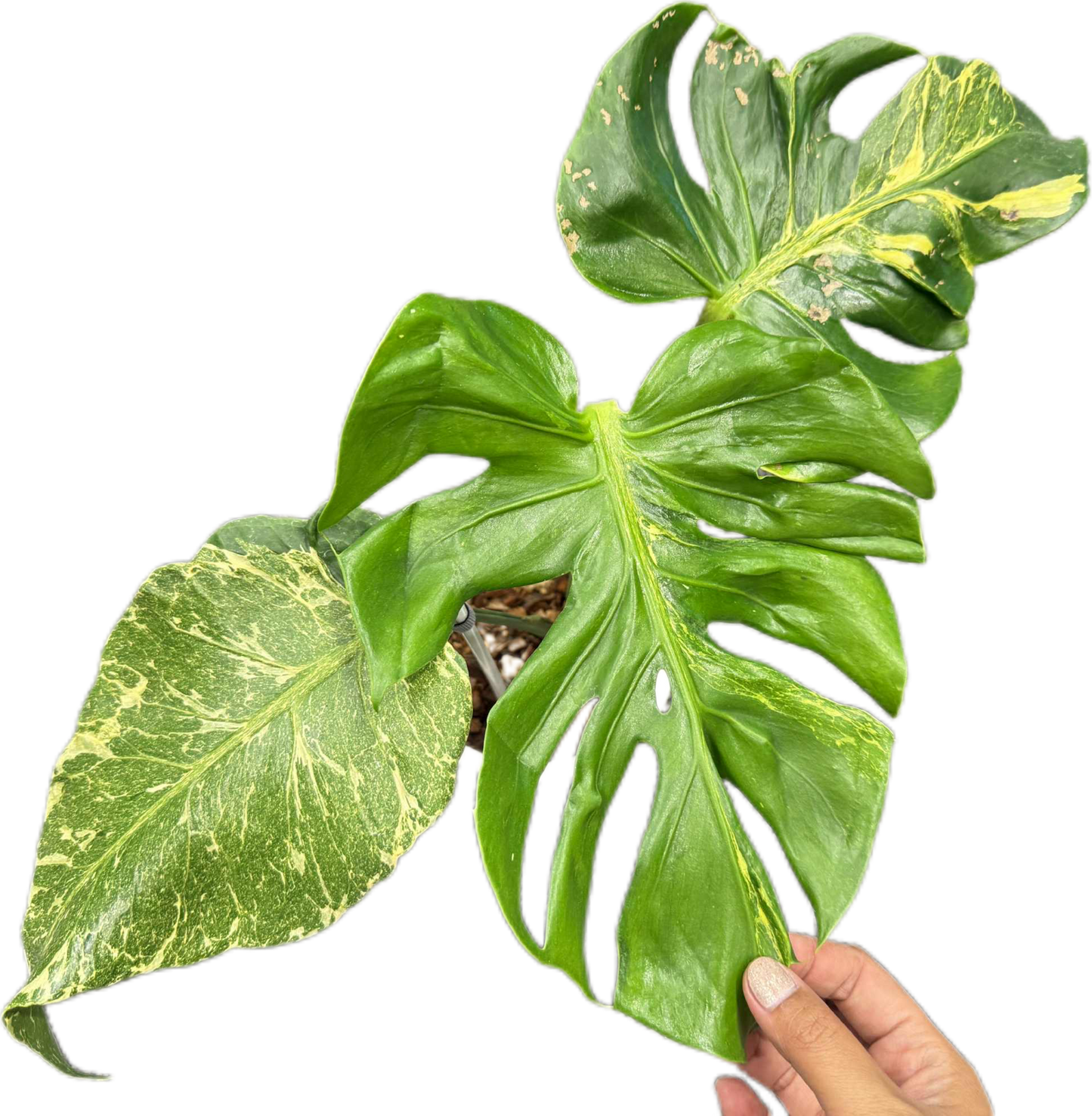 Monstera deliciosa ‘Oceana Thunderbolt’ Variegated (Rare Collector’s Plant)