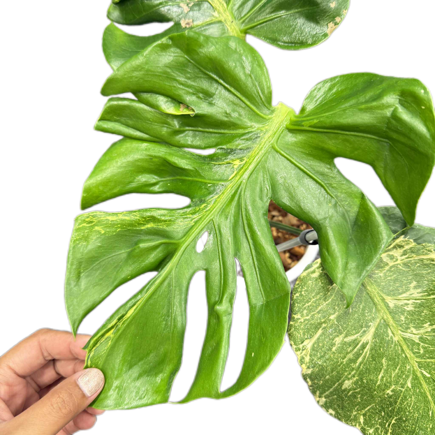 Monstera deliciosa ‘Oceana Thunderbolt’ Variegated (Rare Collector’s Plant)