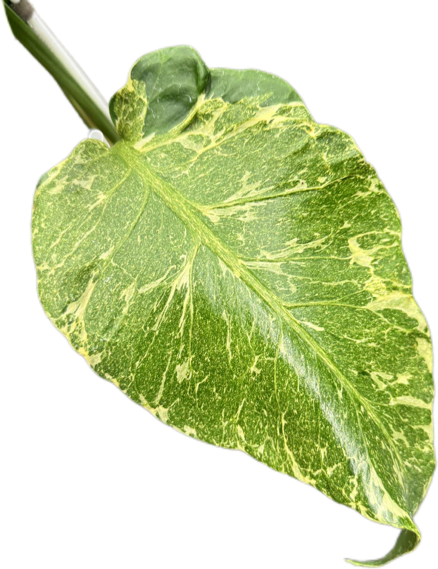 Monstera deliciosa ‘Oceana Thunderbolt’ Variegated (Rare Collector’s Plant)