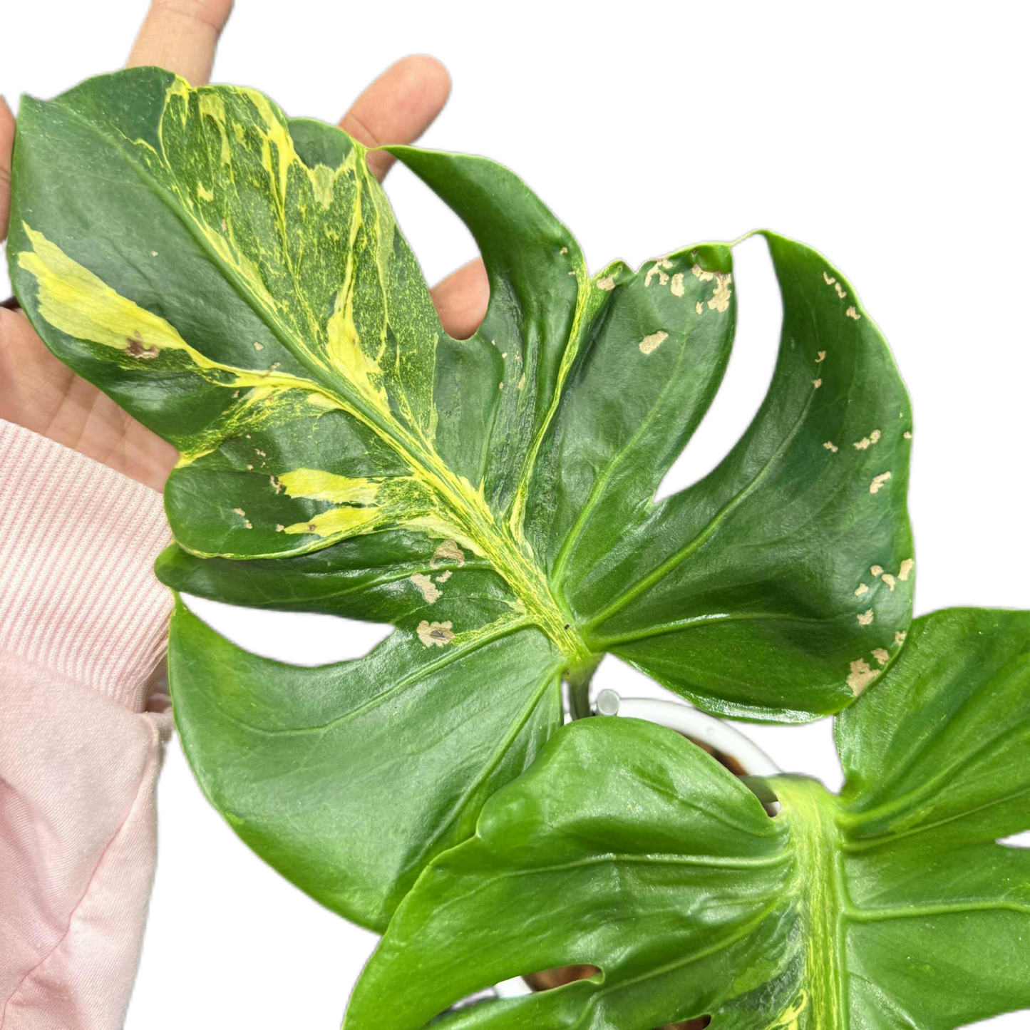 Monstera deliciosa ‘Oceana Thunderbolt’ Variegated (Rare Collector’s Plant)