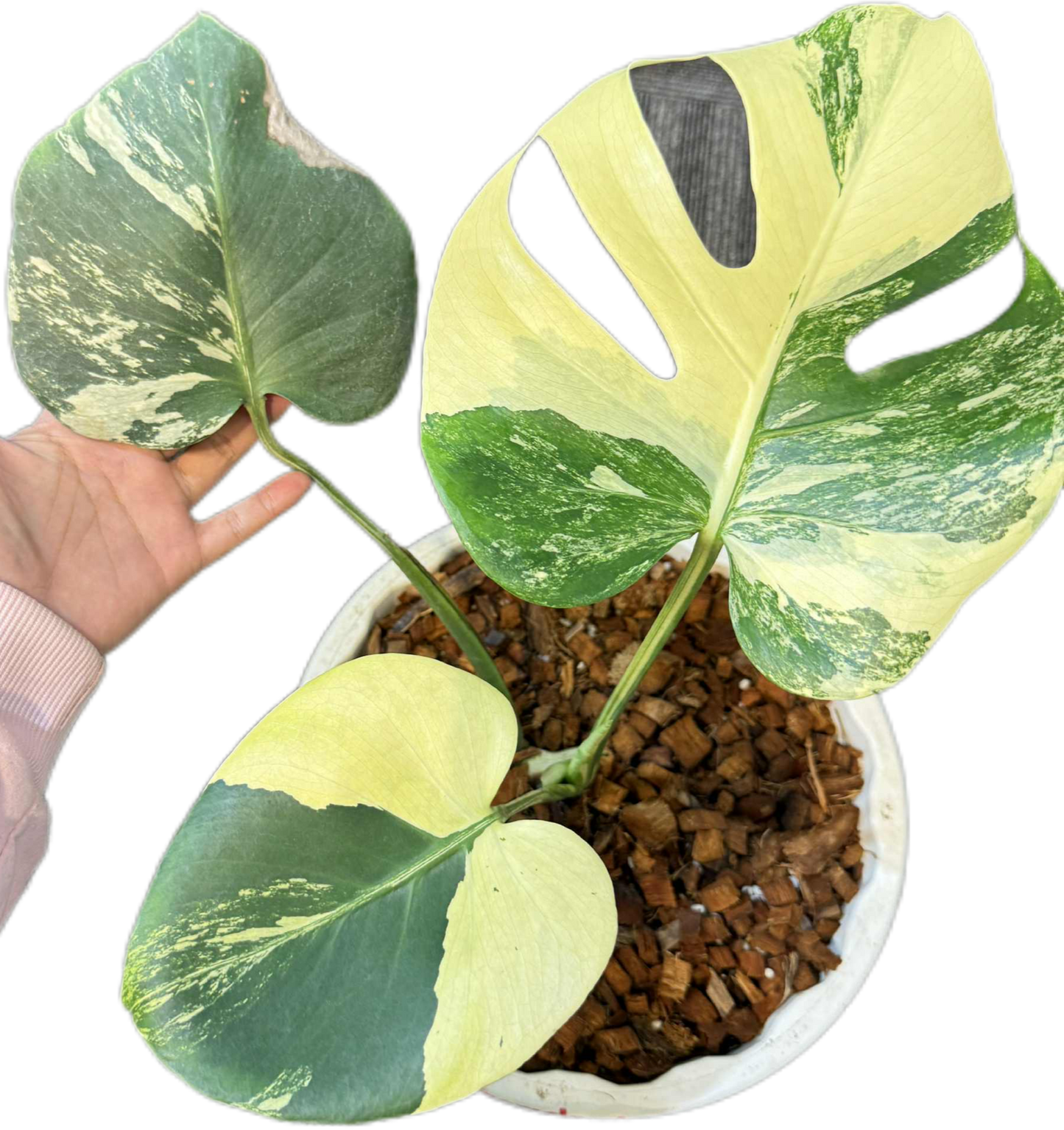 Monstera deliciosa ‘Chameleon’ Variegated – Rare Collector’s Plant