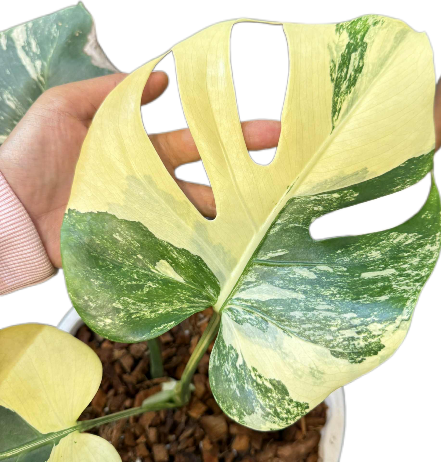 Monstera deliciosa ‘Chameleon’ Variegated – Rare Collector’s Plant