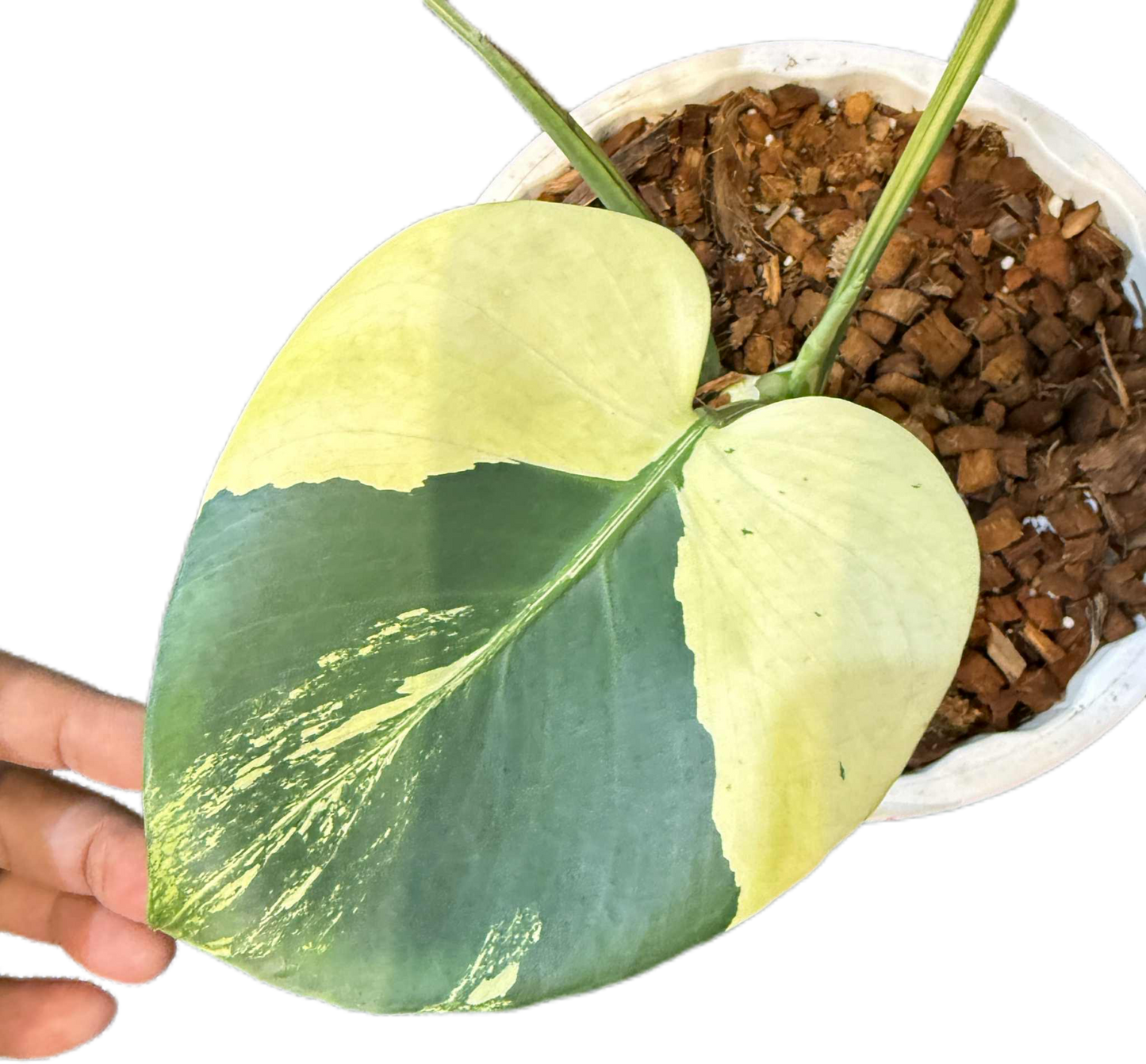 Monstera deliciosa ‘Chameleon’ Variegated – Rare Collector’s Plant