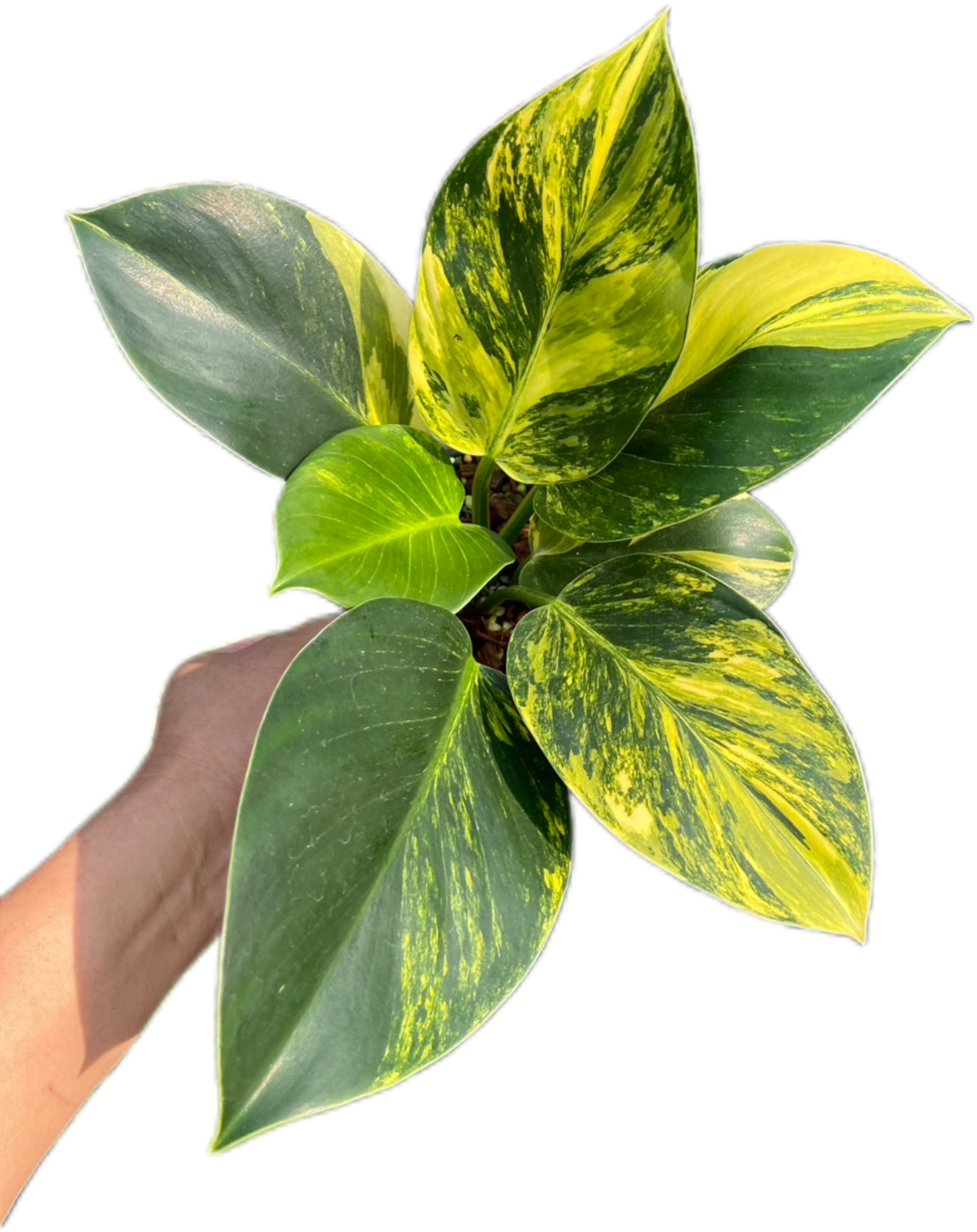 Philodendron Birkin Aurea Variegata
