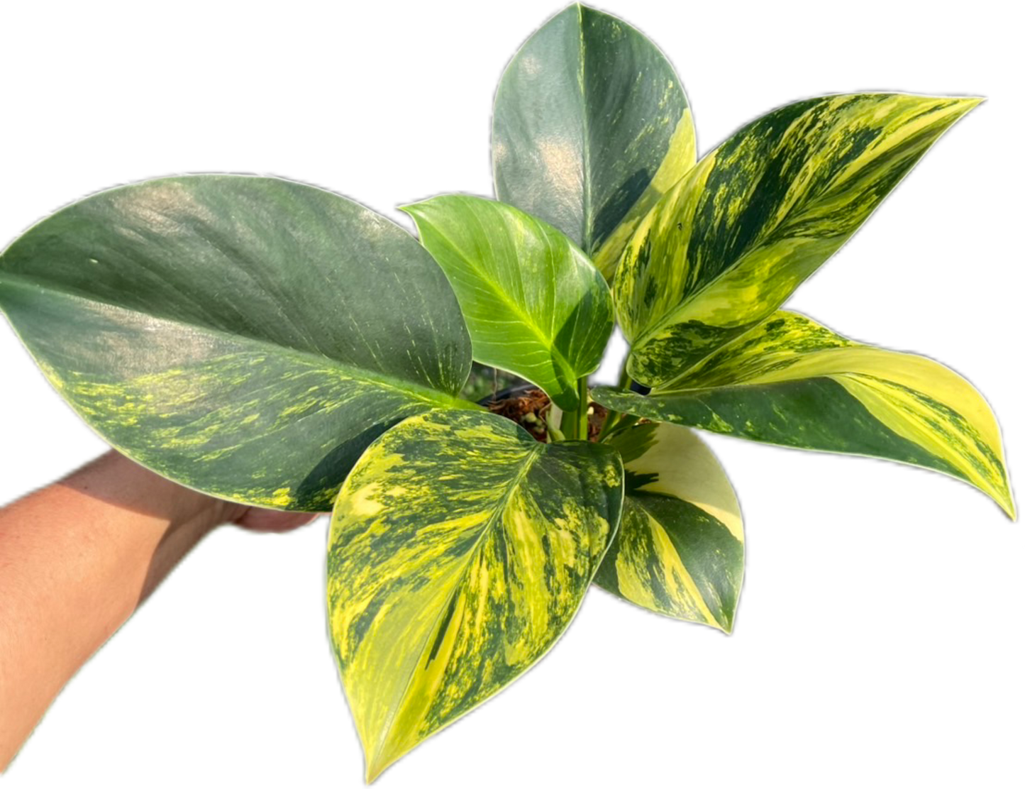 Philodendron Birkin Aurea Variegata