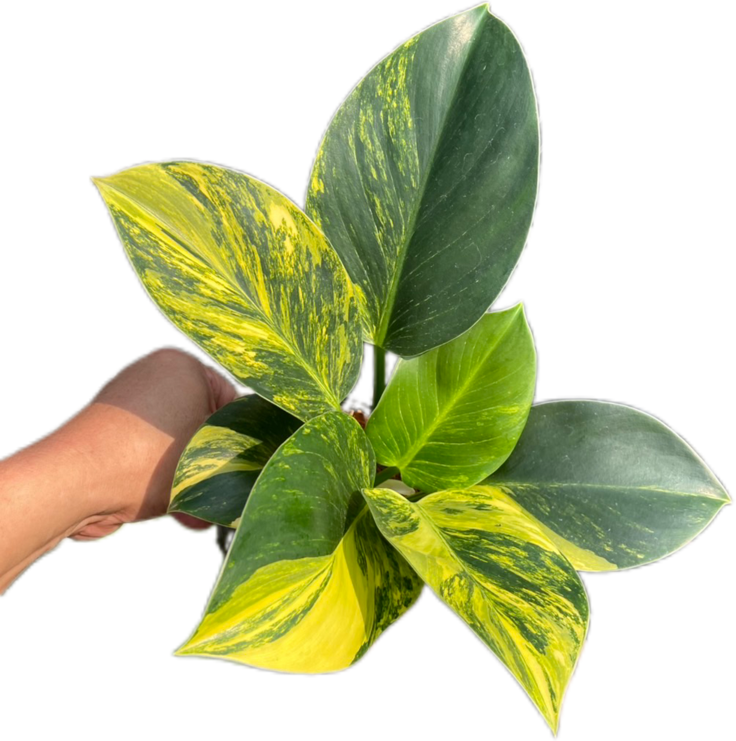 Philodendron Birkin Aurea Variegata