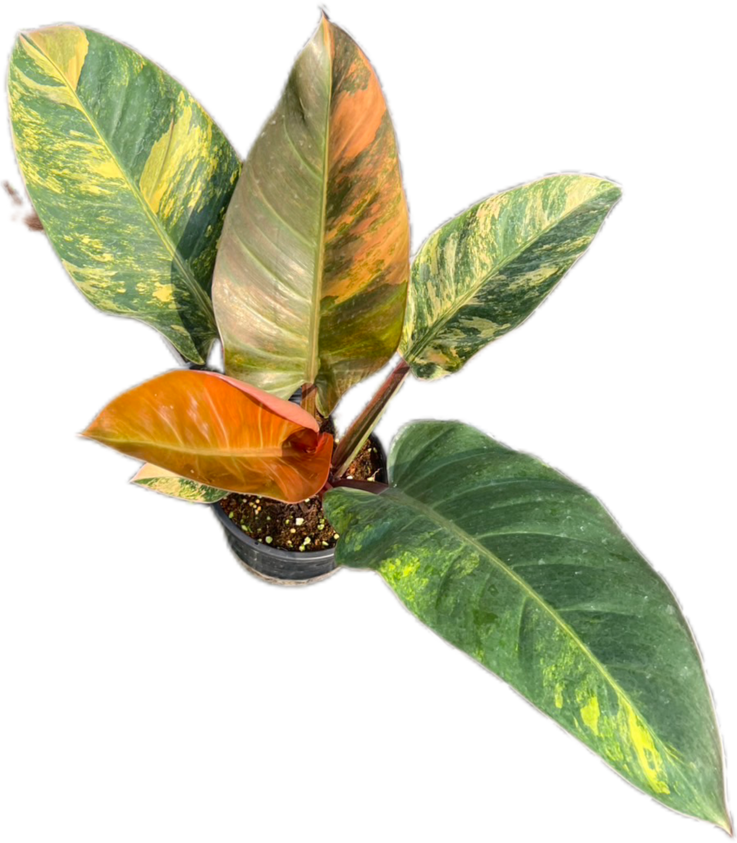 Philodendron Imperial Red Variegated