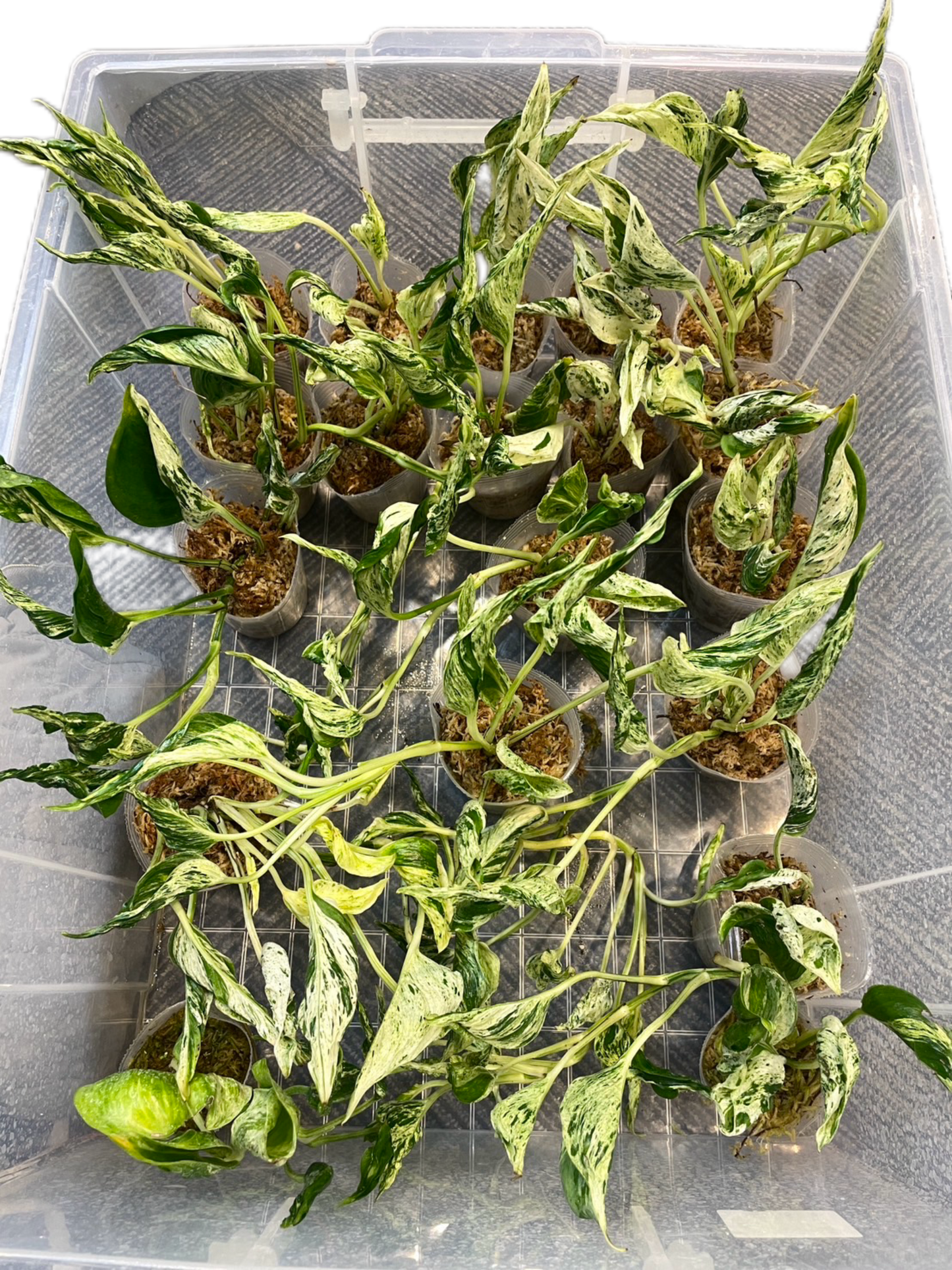 Epipremnum ‘Teruno Love Song’ Variegated