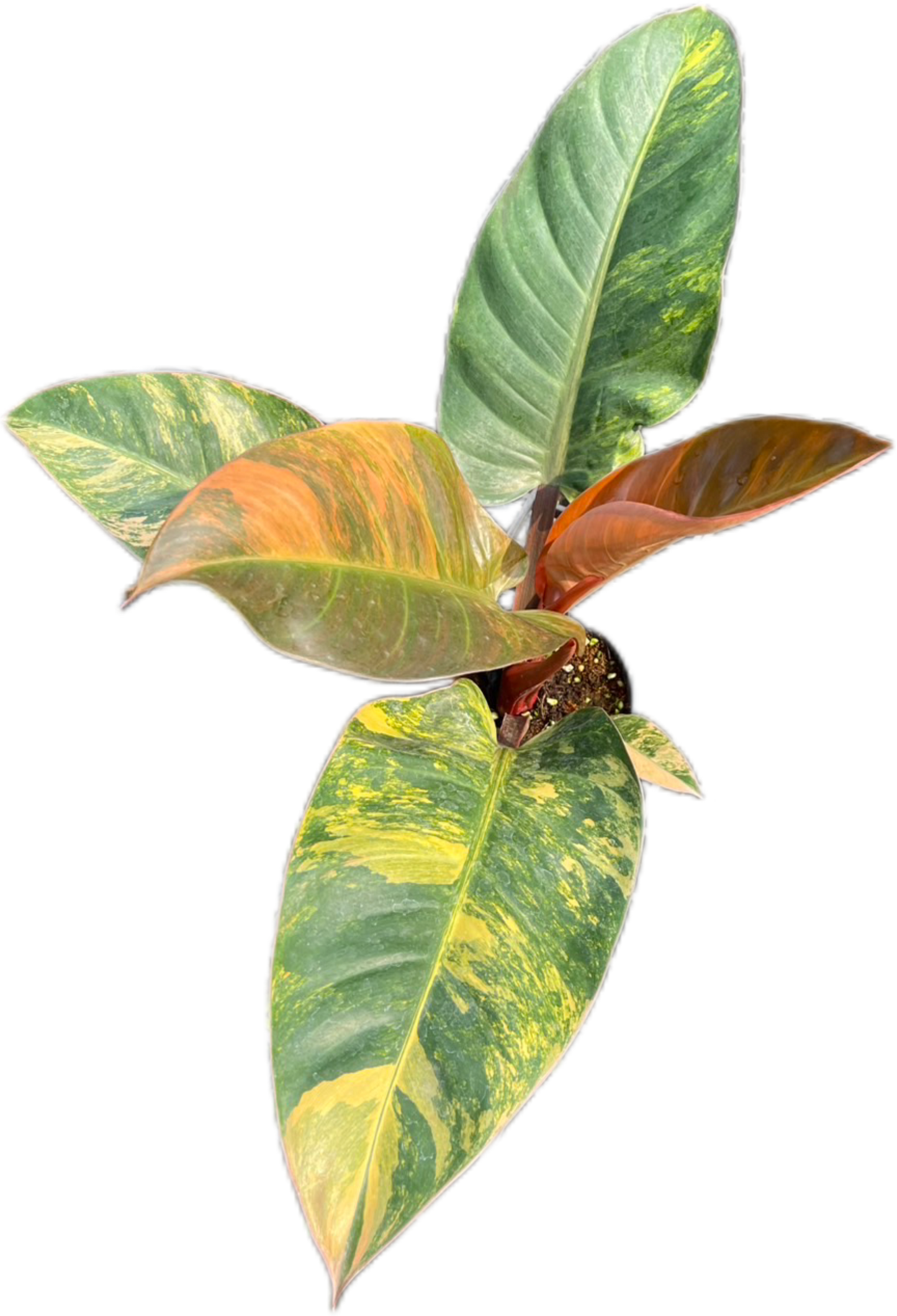 Philodendron Imperial Red Variegated