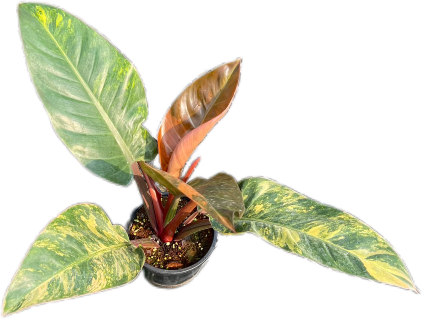 Philodendron Imperial Red Variegated