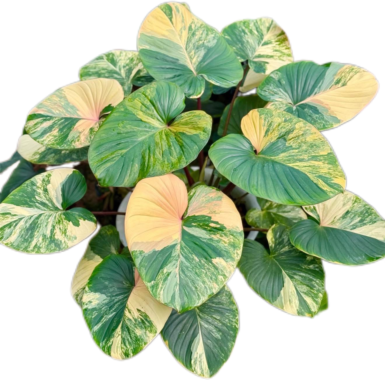 Homalomena Rubescens Aurea Variegated Big