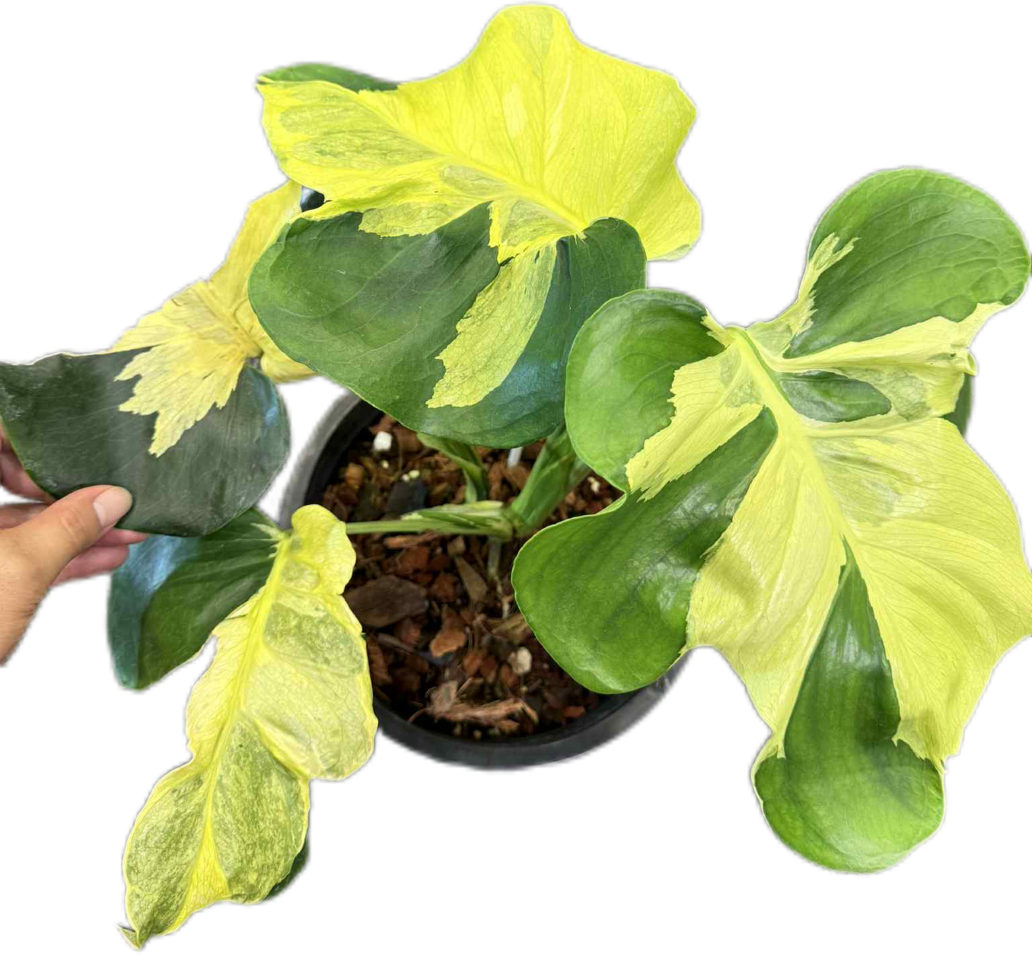 Monstera deliciosa ‘Yellow Lava’ Variegated – Rare Collector’s Plant