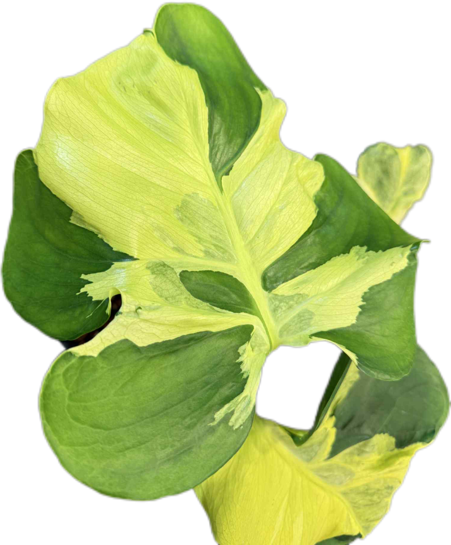 Monstera deliciosa ‘Yellow Lava’ Variegated – Rare Collector’s Plant