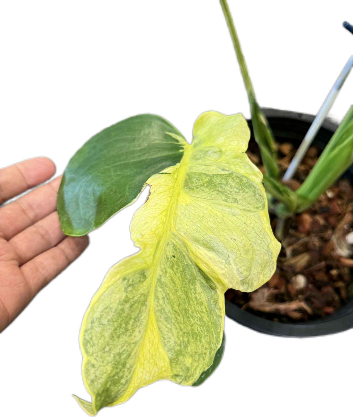 Monstera deliciosa ‘Yellow Lava’ Variegated – Rare Collector’s Plant
