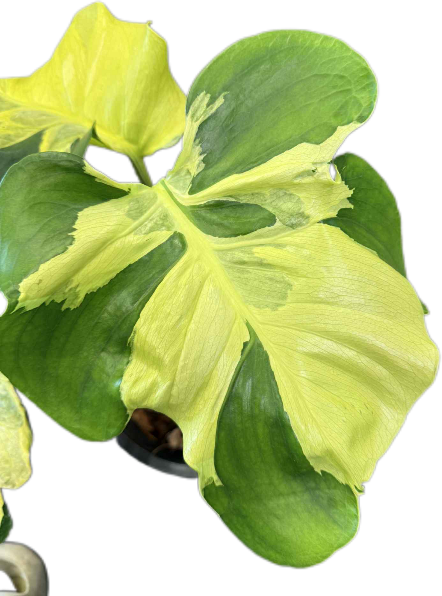 Monstera deliciosa ‘Yellow Lava’ Variegated – Rare Collector’s Plant