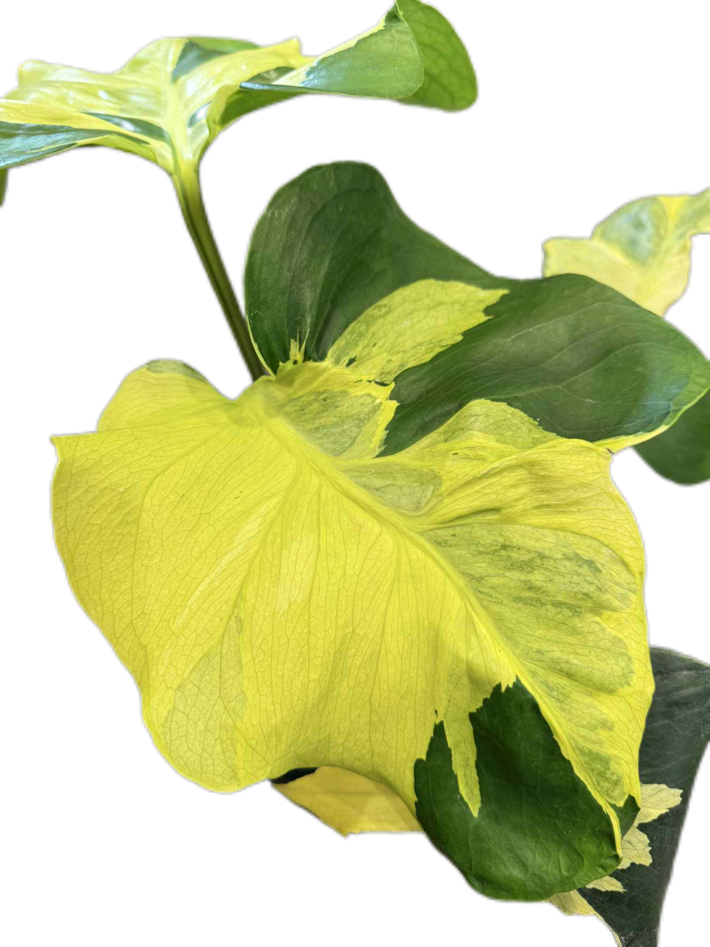 Monstera deliciosa ‘Yellow Lava’ Variegated – Rare Collector’s Plant