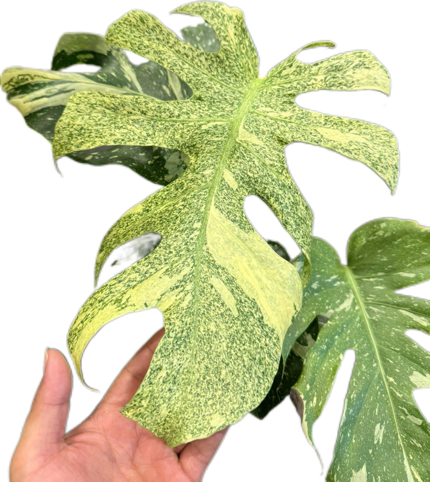 Monstera Deliciosa “Starlight” – Rare Variegated Form