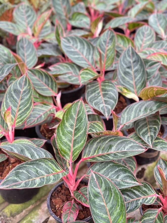 Aglaonema “Red Emerald” – Set of 10 Plants