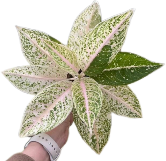 Aglaonema “Mutiara” – Wholesale Set of 5 Plants