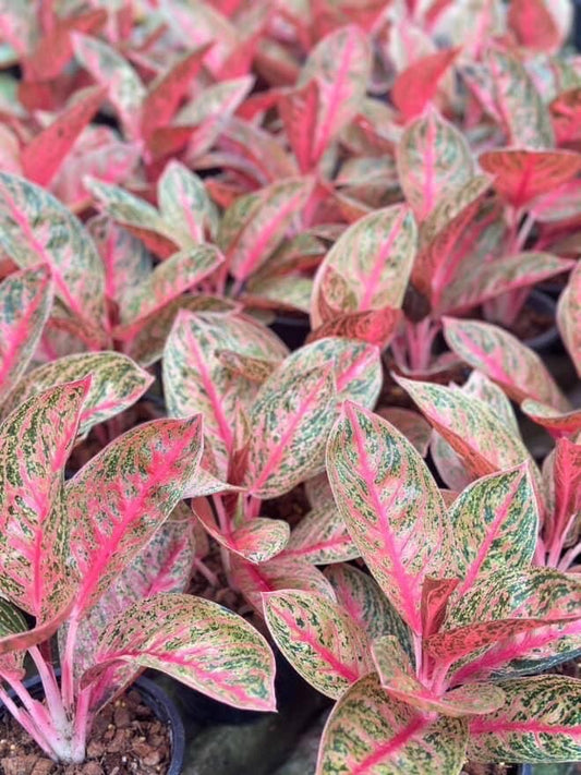Aglaonema “King Widuri” – Wholesale Set of 10 Plants