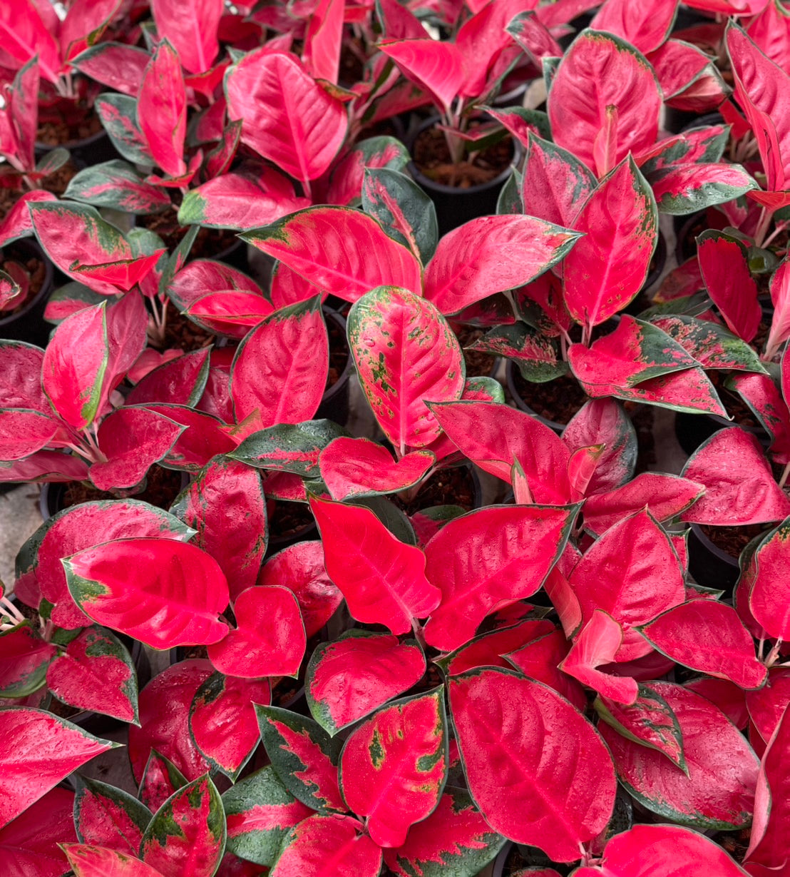 Aglaonema “Suksom Jaipong” Bundle of 10 Plants Wholesale