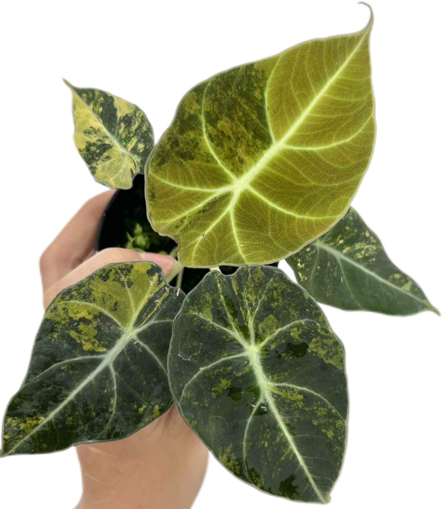 Alocasia Black Velvet “Gold” Variegated