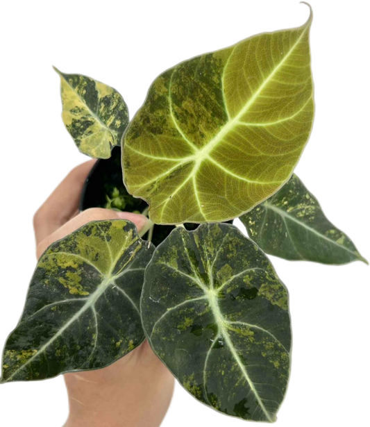 Alocasia Black Velvet “Gold” Variegated Wholesale Set of 5 Plants
