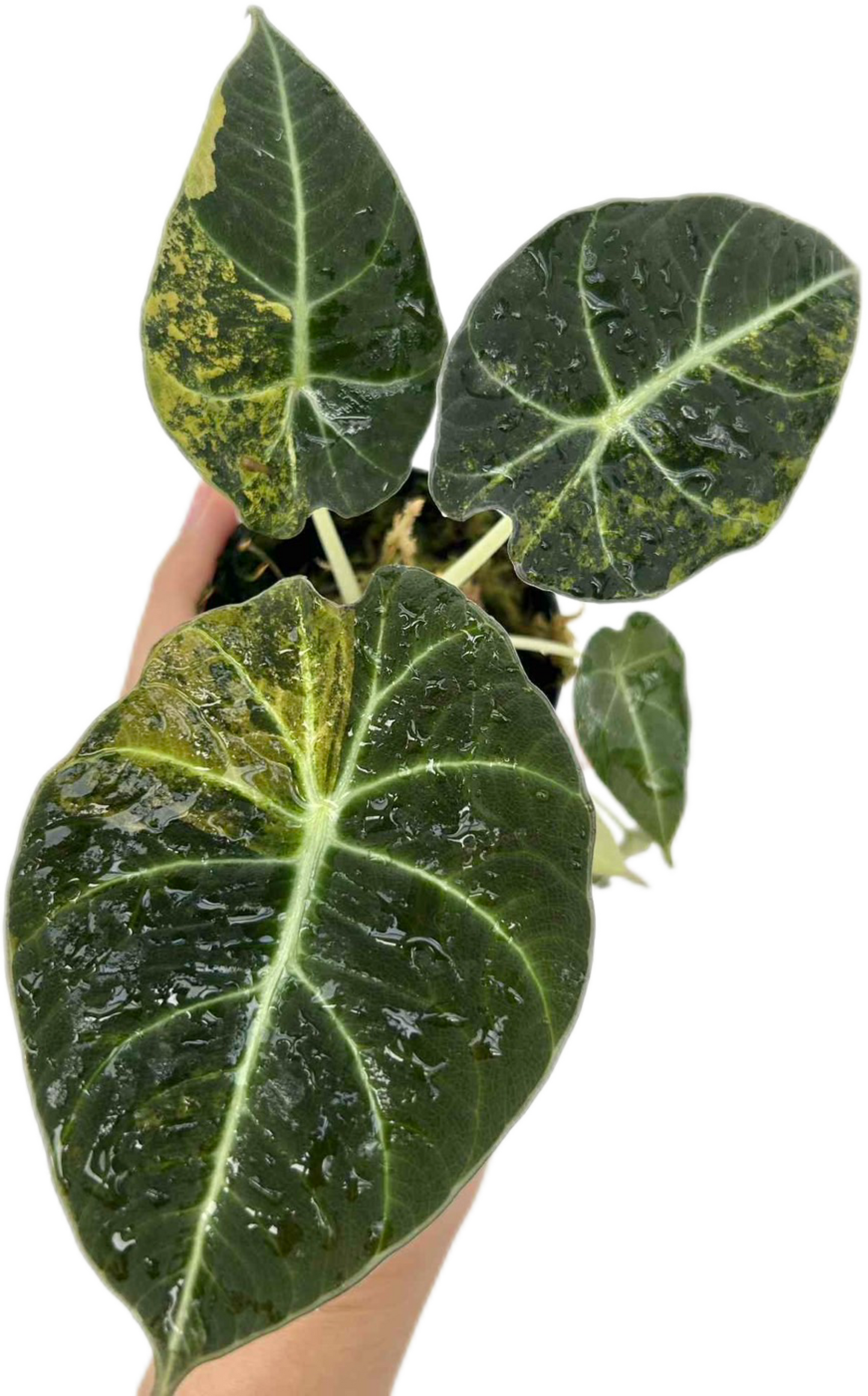 Alocasia Black Velvet “Gold” Variegated