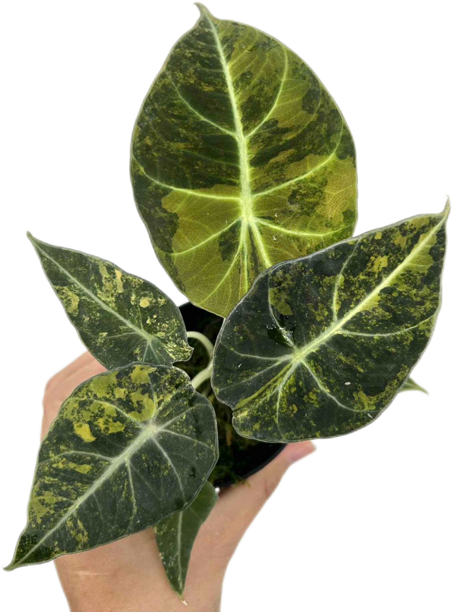 Alocasia Black Velvet “Gold” Variegated