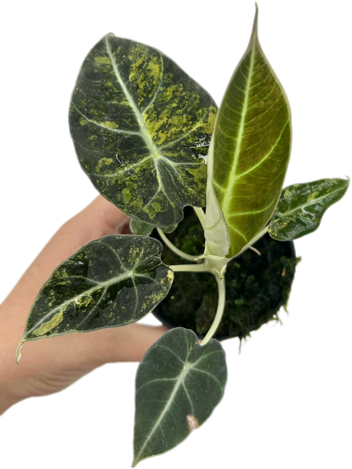 Alocasia Black Velvet “Gold” Variegated