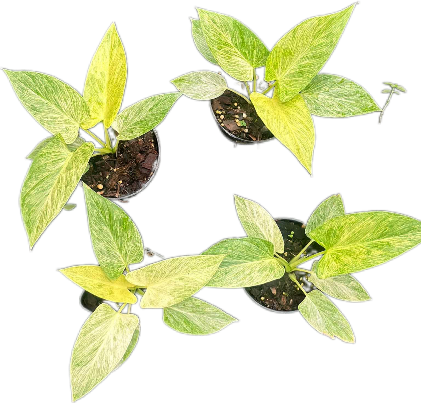 Homalomena “Cream Frost” Variegated – Wholesale Set of 5 Plants