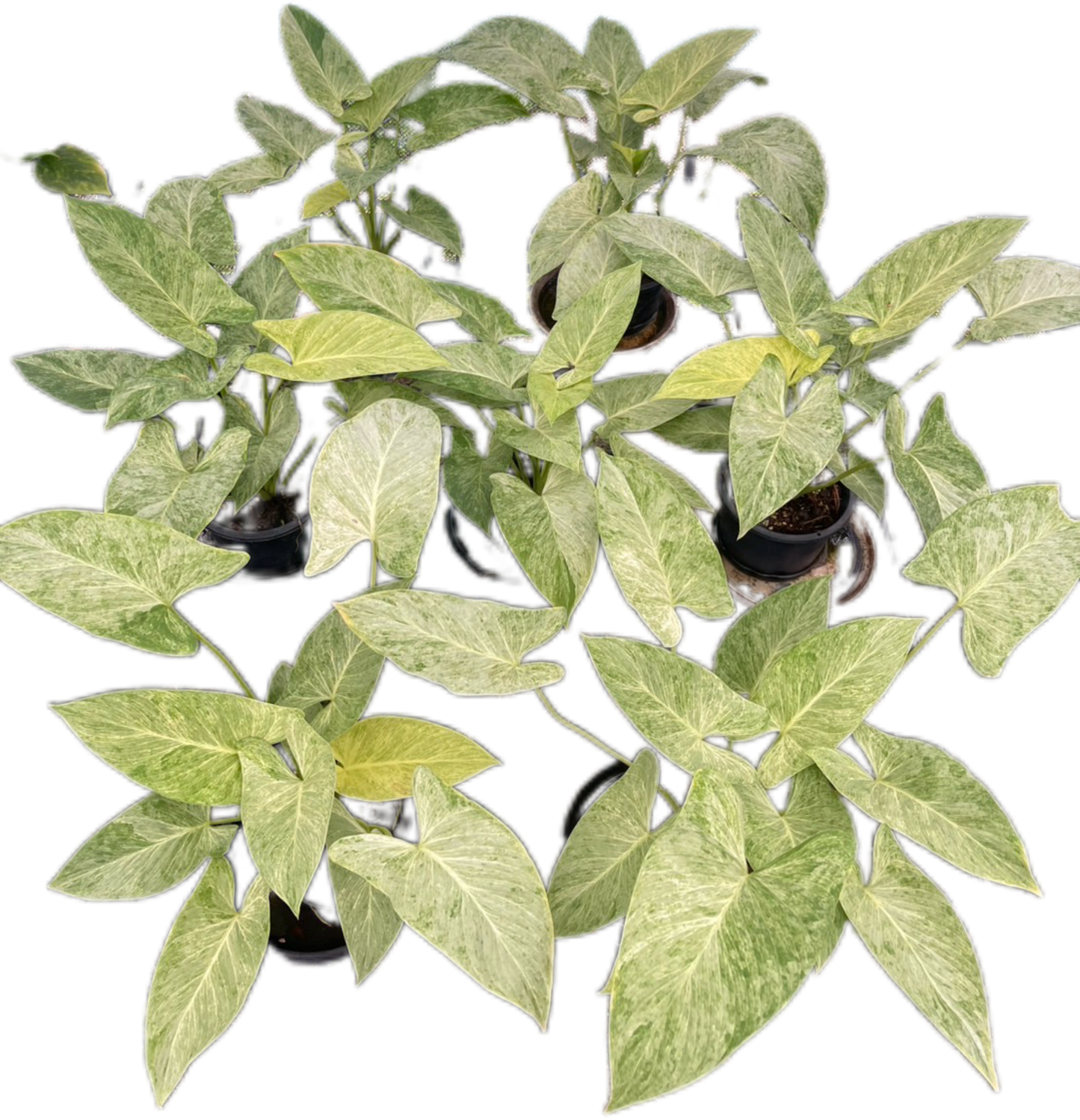 Homalomena “Cream Frost” Variegated – Wholesale Set of 5 Plants