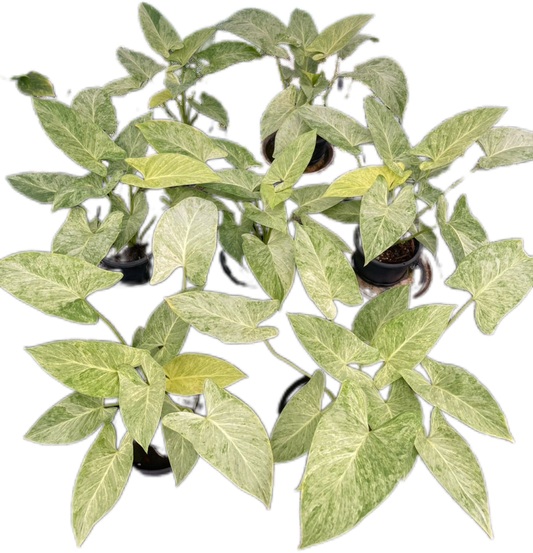 Homalomena “Cream Frost” Variegated – Wholesale Set of 5 Plants