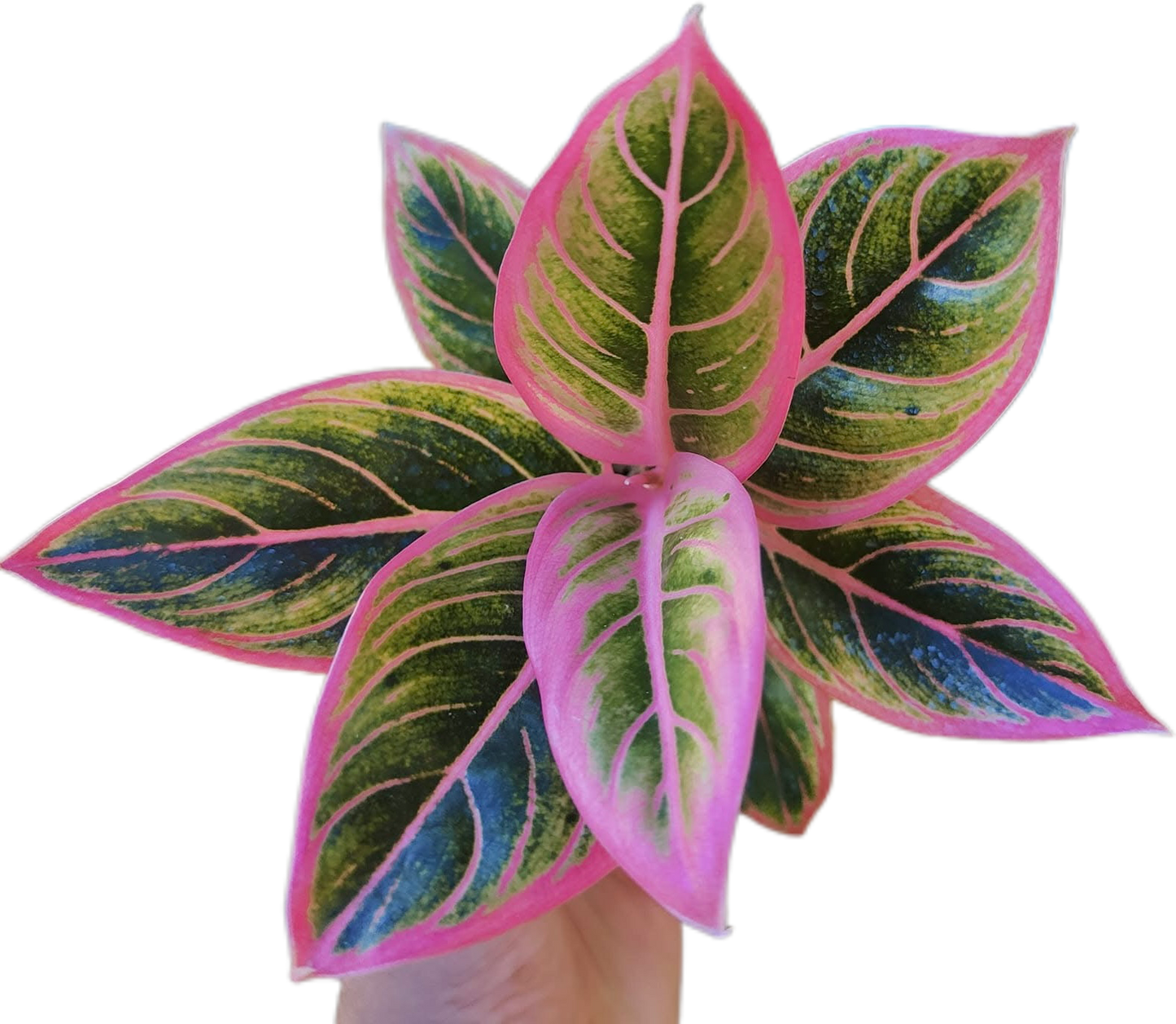 Aglaonema “Lotus Delight”
