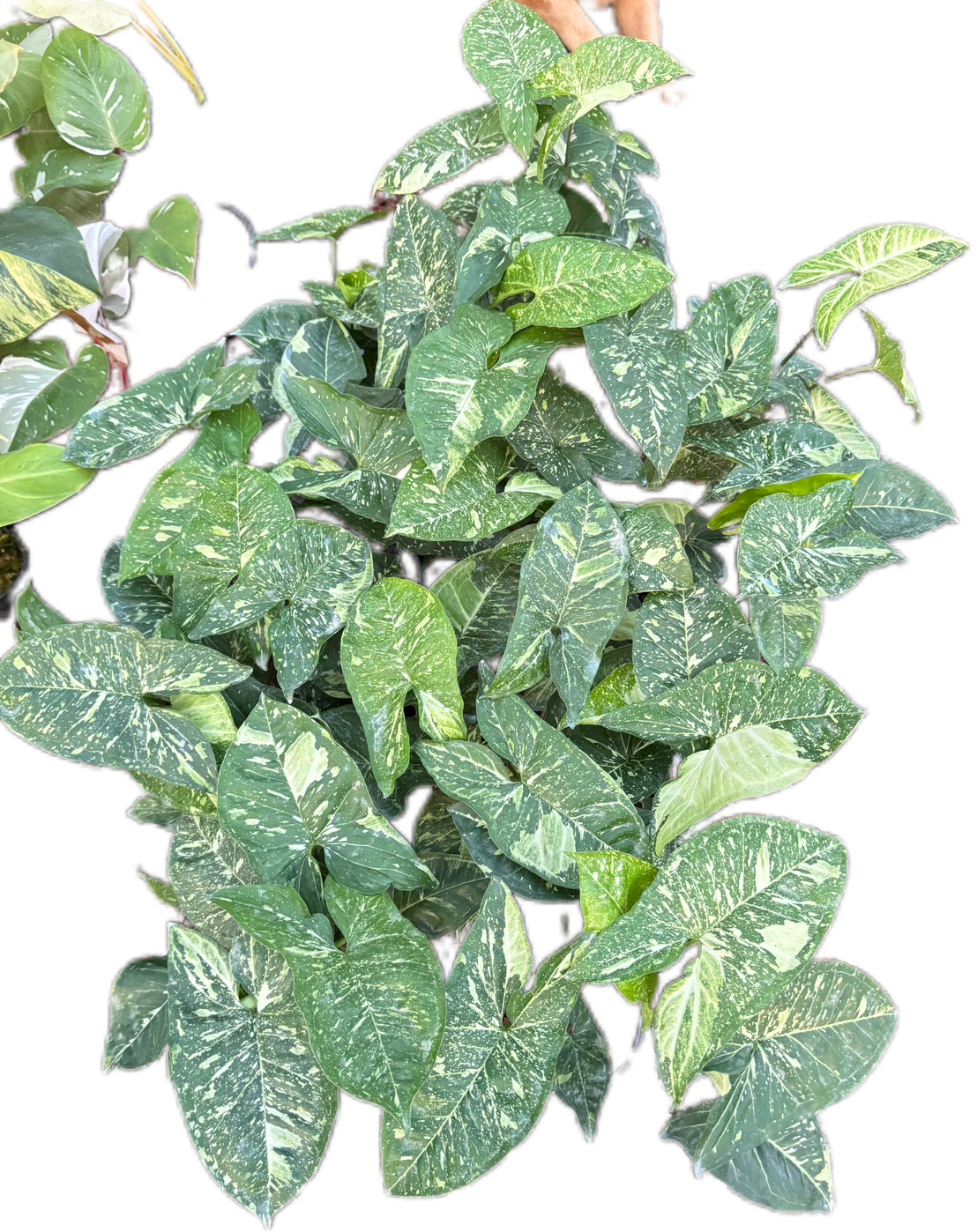 Syngonium Panda Galaxy Variegated (Bundle Set of 10 Plants)