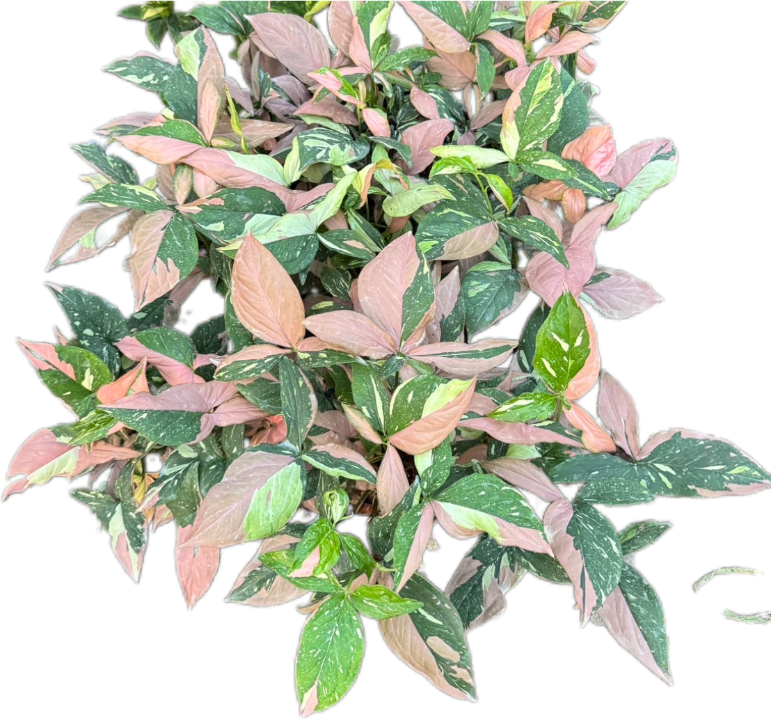 Syngonium Red Spot Tricolor Variegated (Bundle Set of 10 Plants)