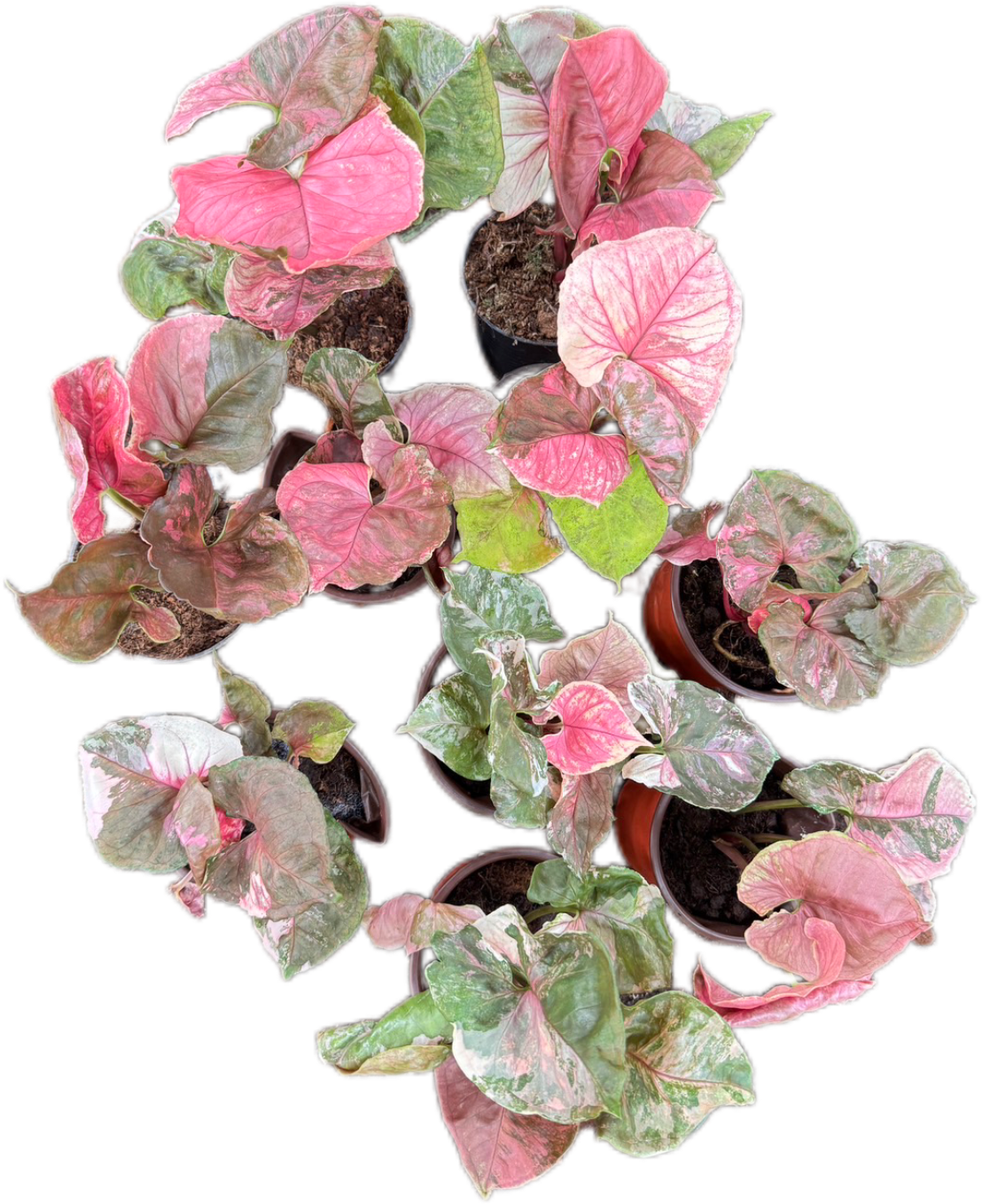 Syngonium Strawberry Ice (Bundle Set of 10 Plants)
