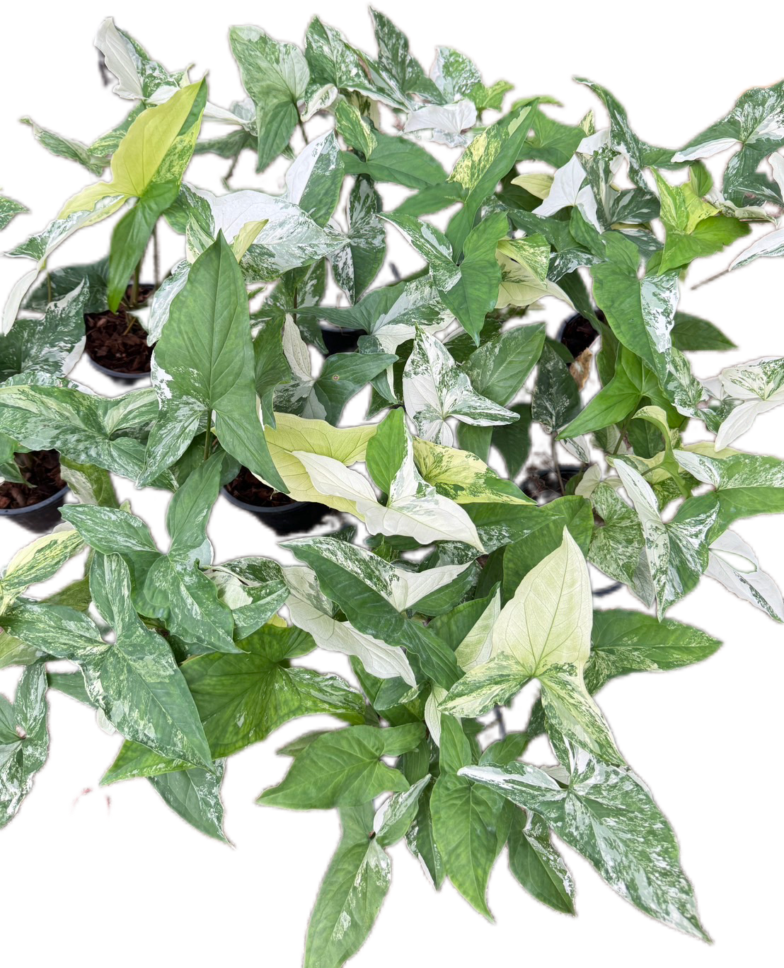 Syngonium Albo Variegated (Bundle Set of 10 Plants)