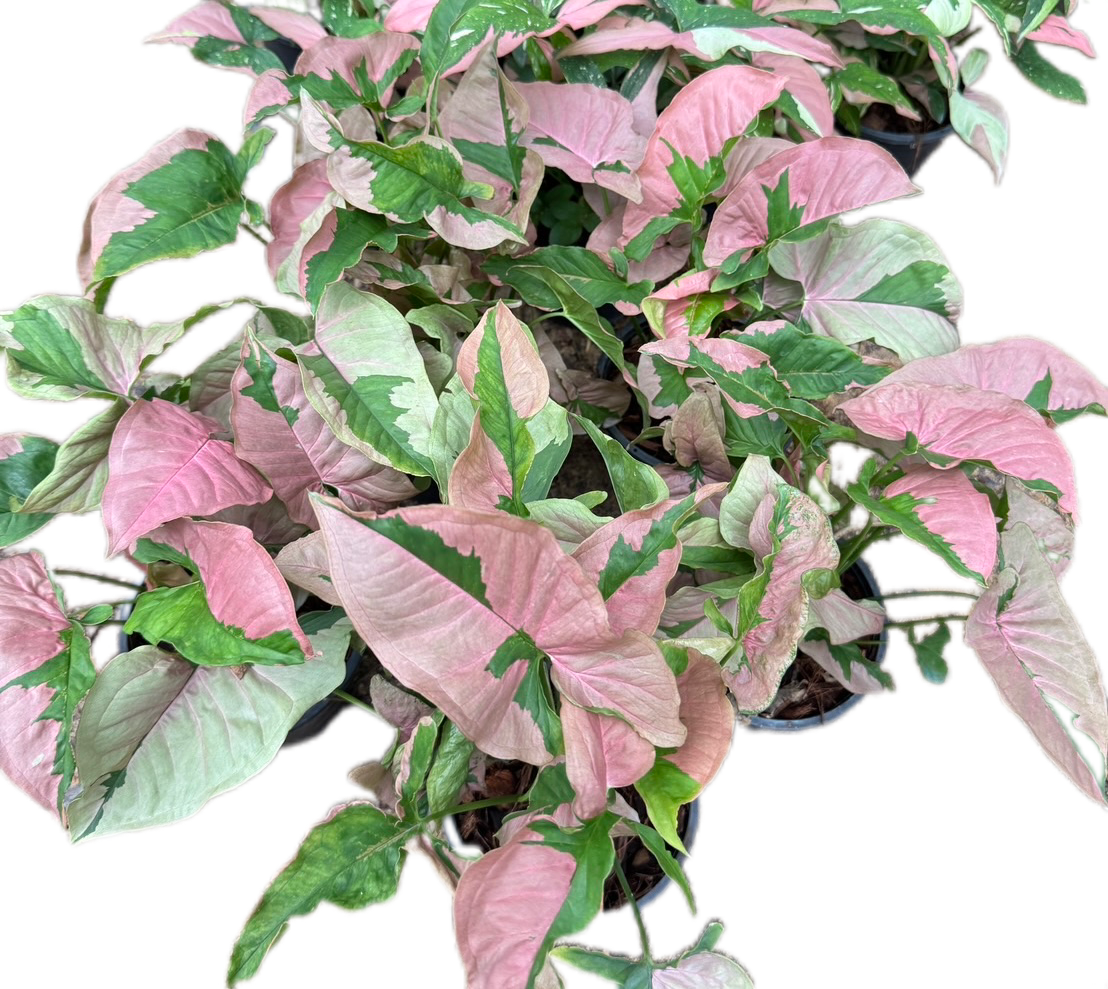 Syngonium Pink Lava (Bundle Set of 10 Plants)