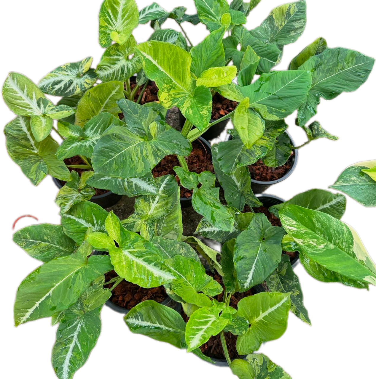 Syngonium “Scrambled Eggs”