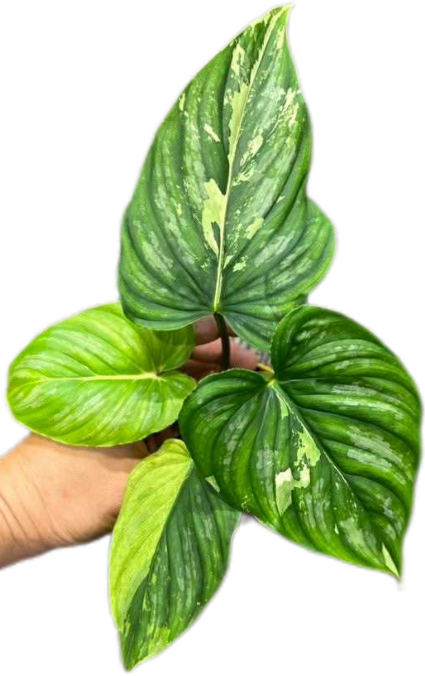 Philodendron “Mamei” Variegated Rare