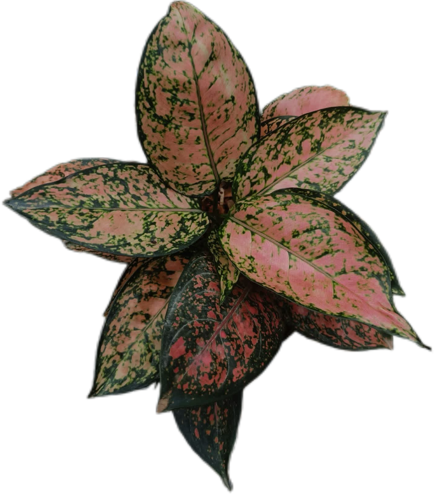 Aglaonema “Saen Ram Ruay” (Set of 10 Plants)