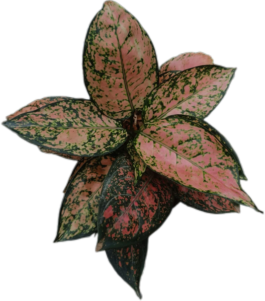 Aglaonema “Saen Ram Ruay” (Set of 10 Plants)