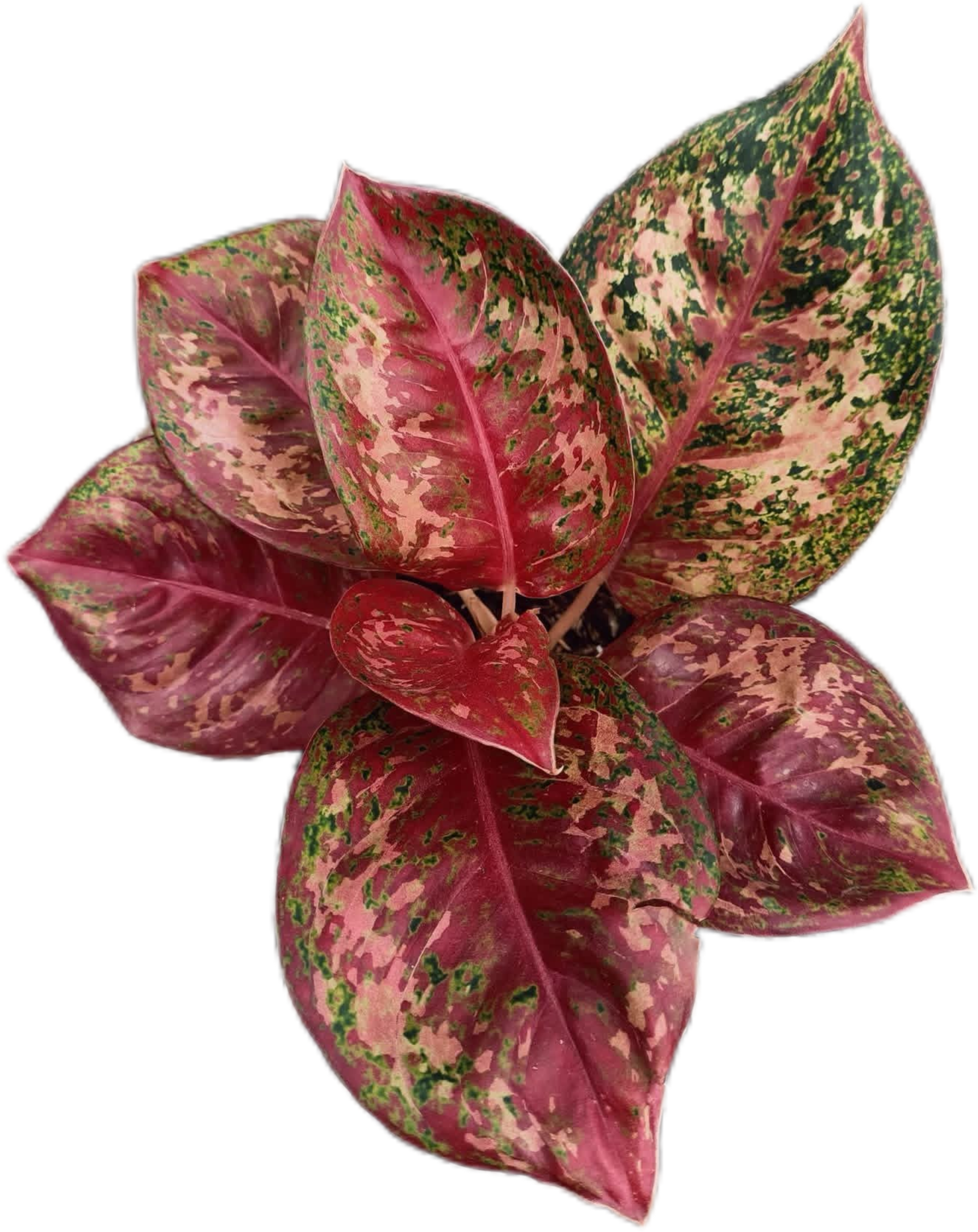 aglaonema mai on Buy Aglaonema “Mahasettee” Bundle of 5 Pl…