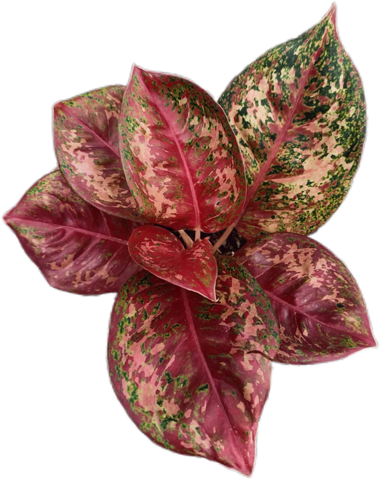 Aglaonema “Dee Yiam” (Set of 10 Plants)