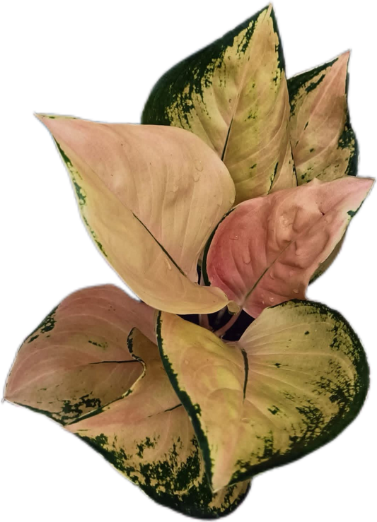 Aglaonema “Amazon” – Wholesale Set of 10 Plants