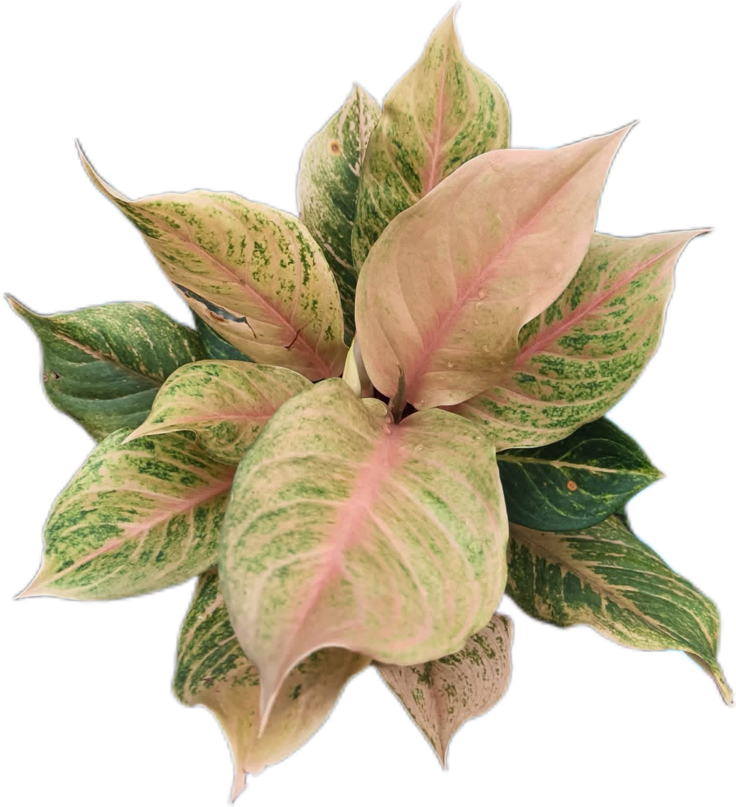 Aglaonema “Sri Phayom” (Set of 10 Plants)